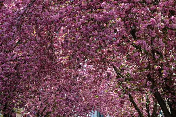 樱花-樱花-树冠图片下载