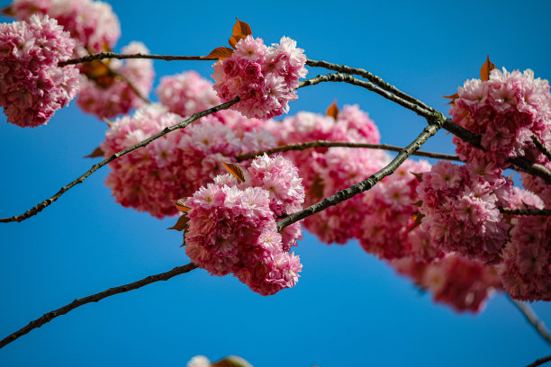 樱花-樱花-特写图片下载