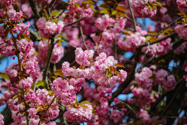樱花-樱花-特写图片下载