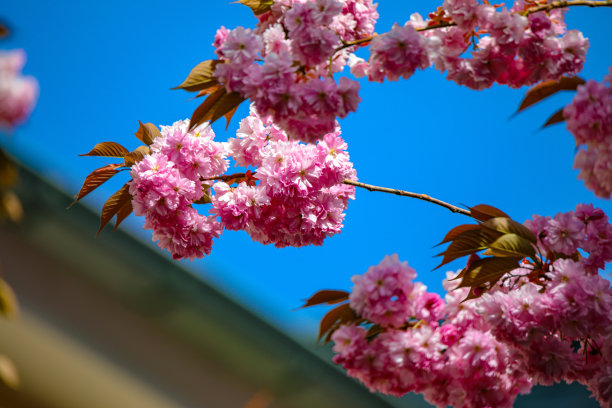 樱花-樱花-特写图片下载