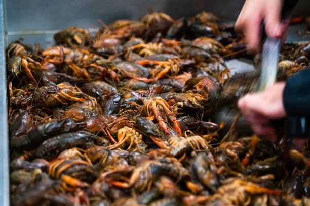 用钳子抓小龙虾、小龙虾或小龙虾图片下载