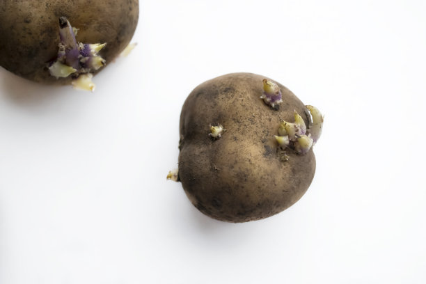 白色的桌子上放着发芽的土豆。供种植的土豆发芽了。白色的背景上躺着一个长着眼睛的土豆。图片下载