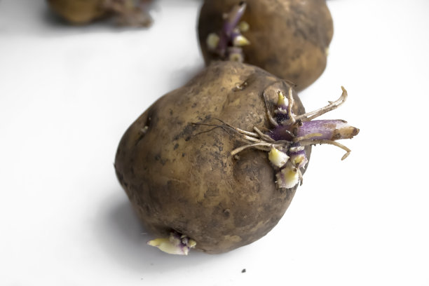 白色的背景上躺着一个长着眼睛的土豆。白色的桌子上放着发芽的土豆。供种植的土豆发芽了。图片下载