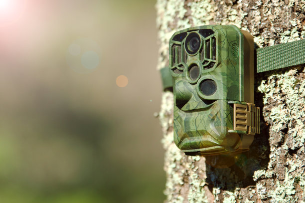树上的野生动物摄像机图片下载