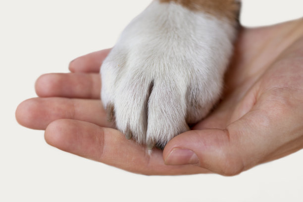 男人的手握着狗的爪子。友谊和信任的概念。特写镜头。图片下载