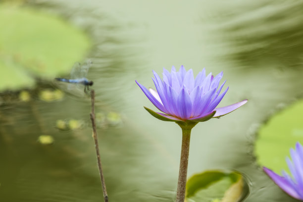 荷花和蜻蜓图片下载