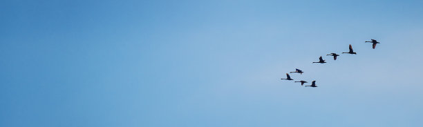 一群迁徙的灰雁排成v字形飞行，横幅照片图片下载