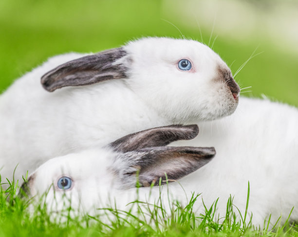 两只黑耳朵的白兔在绿色的草地上。自然之美。图片下载