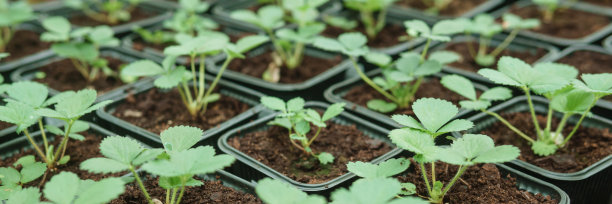 温室里有各种各样的绿色植物。春天种植作物的概念。图片下载