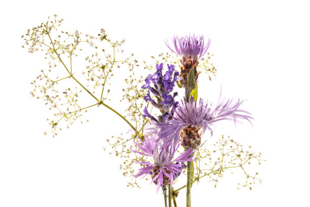 各种紫色的野花头和白色背景上的白色花图片下载