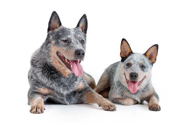 两只快乐的蓝色赫勒犬或澳洲牧牛犬图片下载
