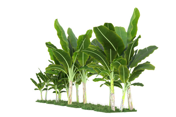 福雷斯特安排孤立的背景。三维渲染-插图描述图片下载