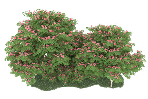 福雷斯特安排孤立的背景。三维渲染-插图描述图片下载