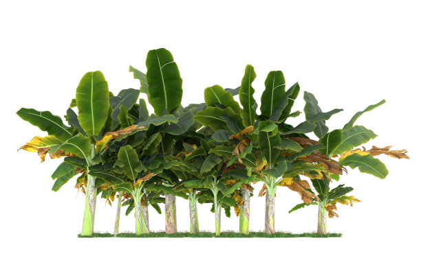 福雷斯特安排孤立的背景。三维渲染-插图描述图片下载