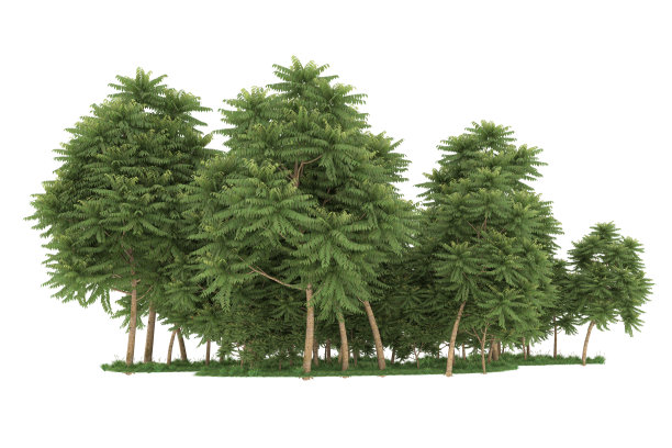 福雷斯特安排孤立的背景。三维渲染-插图描述图片下载