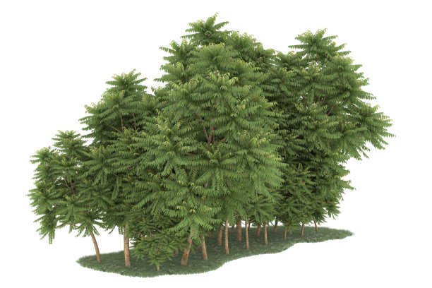 福雷斯特安排孤立的背景。三维渲染-插图描述图片下载