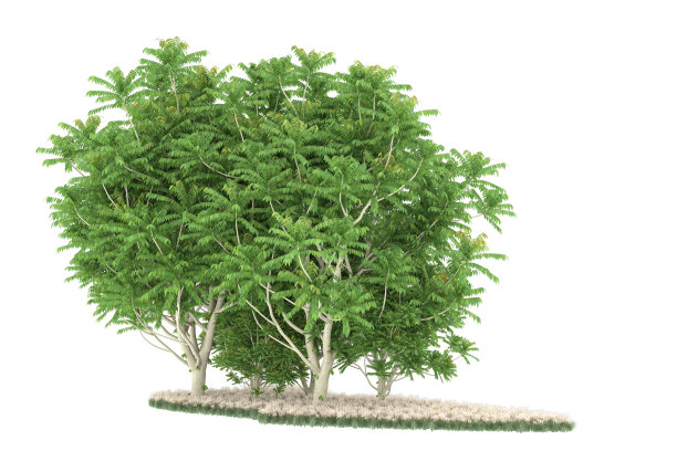 福雷斯特安排孤立的背景。三维渲染-插图描述图片下载