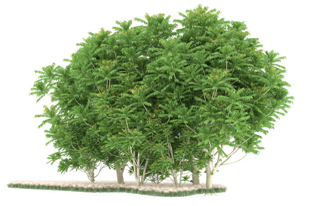 福雷斯特安排孤立的背景。三维渲染-插图描述图片下载