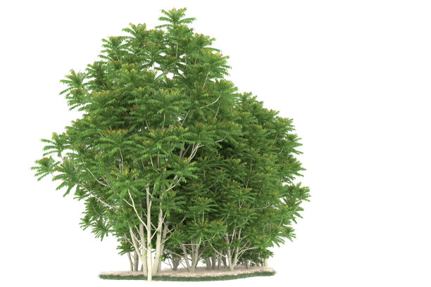 福雷斯特安排孤立的背景。三维渲染-插图描述图片下载