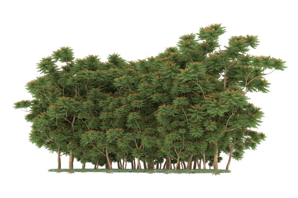 福雷斯特安排孤立的背景。三维渲染-插图描述图片下载