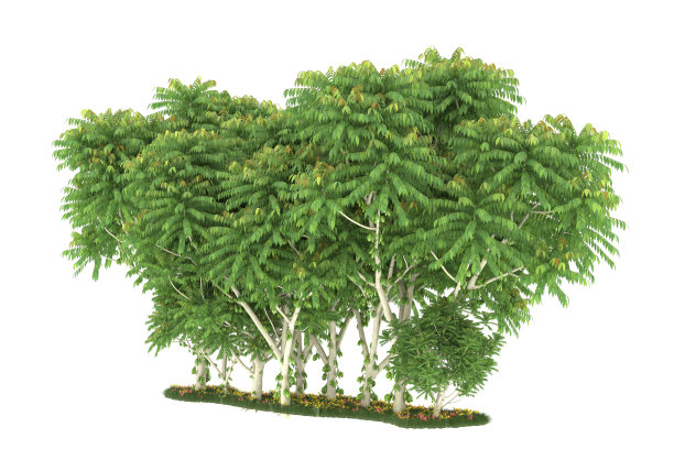 福雷斯特安排孤立的背景。三维渲染-插图描述图片下载