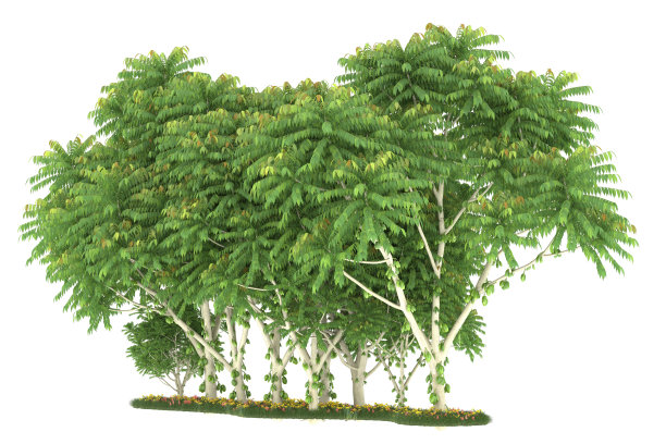 福雷斯特安排孤立的背景。三维渲染-插图描述图片下载