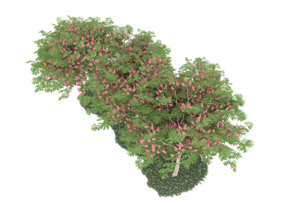 福雷斯特安排孤立的背景。三维渲染-插图描述图片下载