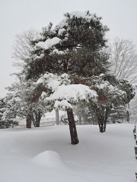 深雪中的树图片下载