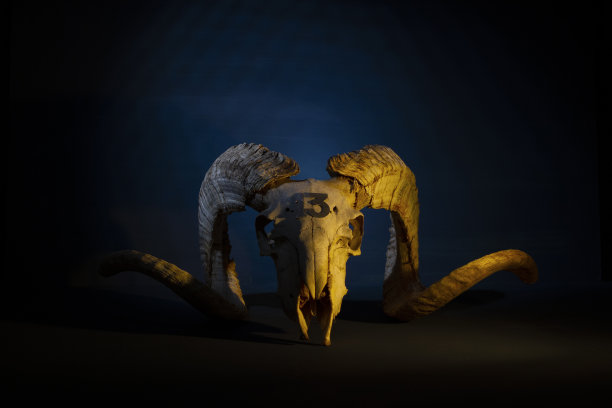 莫夫龙头骨被彩色灯光照亮图片下载