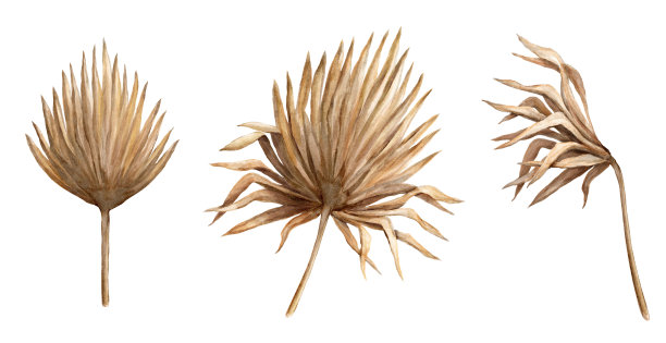 植物水彩插图。金色和棕色的热带植物标本室元素，干燥的棕榈叶，白色背景上孤立的乡村花卉剪贴艺术图片下载