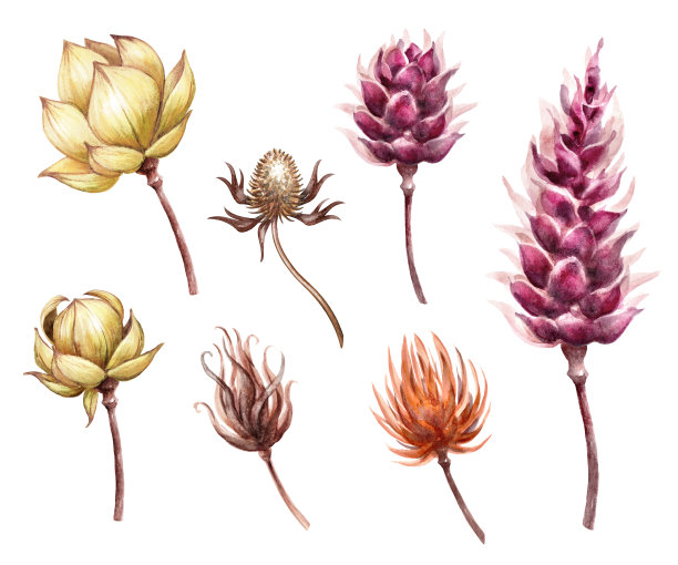 植物水彩插图。紫金植物标本室干花和植物，乡村花卉剪辑艺术孤立在白色背景图片下载