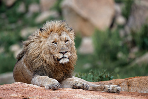 雄狮在岩石山上休息图片下载