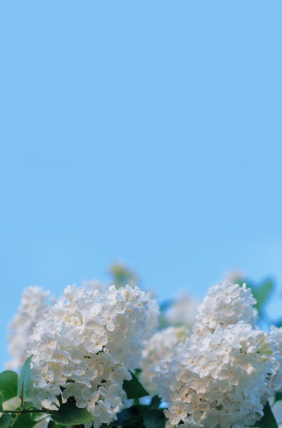 春天开花的装饰性白色紫丁香树图片下载