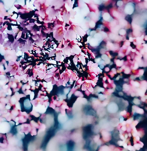 粉红色的树花图片下载