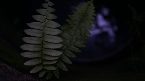 近距离照片，美丽的深绿色蕨类树叶被点亮在一个井图片下载
