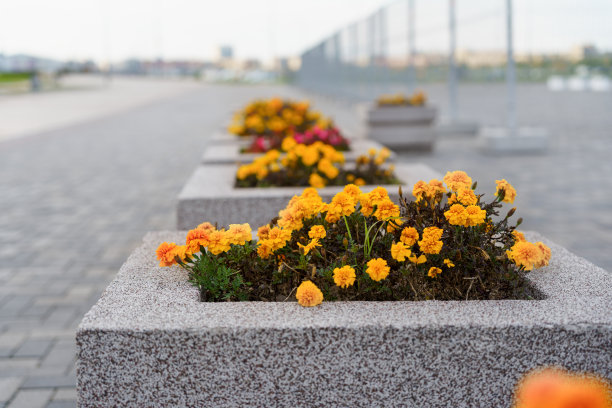 黄花在城市人行道上的花坛上图片下载