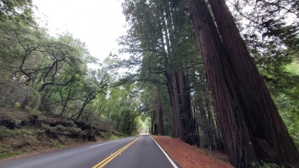 树木和道路图片下载