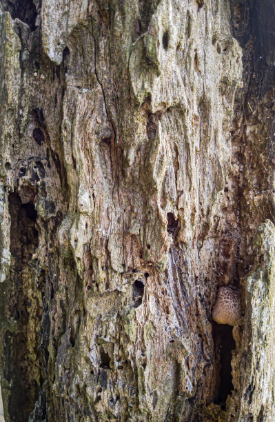近看，老树干纹理，树皮纹理，风化木材纹理图片下载