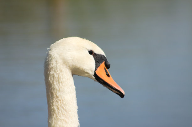 微距照片的天鹅头侧视图与蓝天的背景图片下载