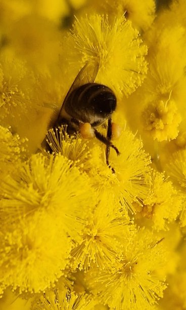 花粉集群图片下载