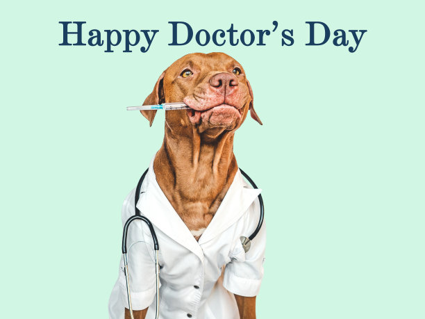 博士节快乐。可爱、漂亮的小狗。特写镜头图片下载