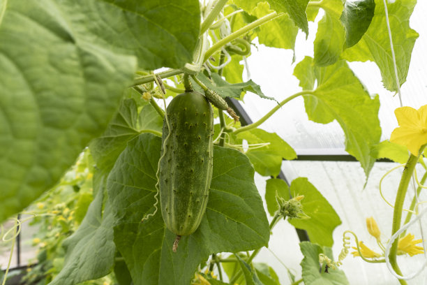 花园里的灌木黄瓜的照片图片下载