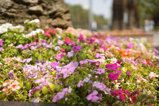 明亮的花朵图片下载