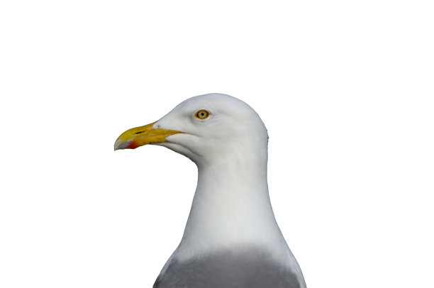 白底鲱鱼鸥图片下载