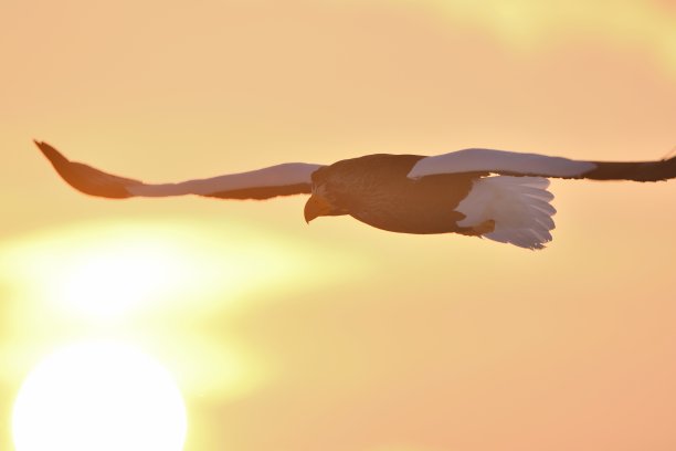 在北海道知床城，虎头海鹰在清晨的天空中飞翔图片下载