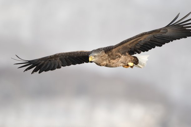 白尾鹰在北海道知床城冬日清晨的天空中飞翔图片下载