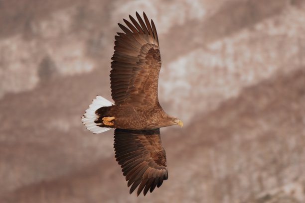 白尾鹰在北海道知床城冬日清晨的天空中飞翔图片下载