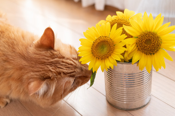 向日葵和猫图片下载