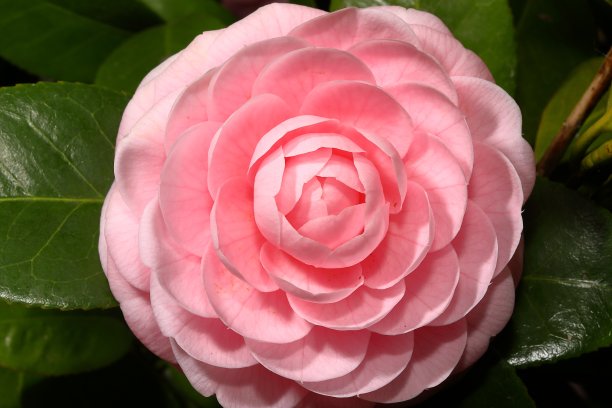 春天盛开的山茶花图片下载