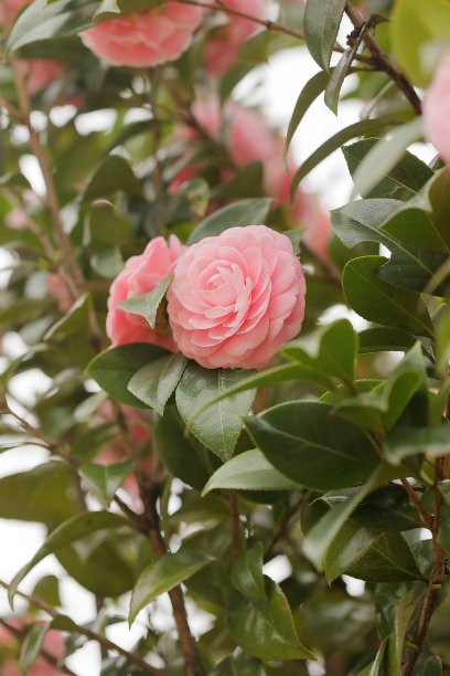 春天盛开的山茶花图片下载